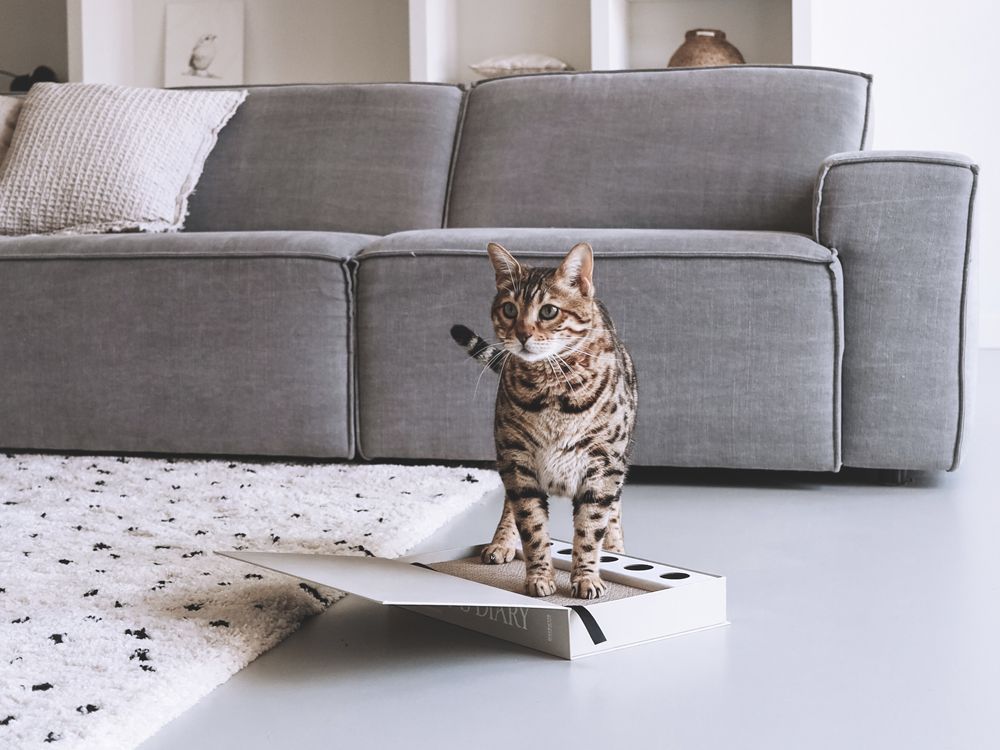 krabkarton krabben kat welkoop